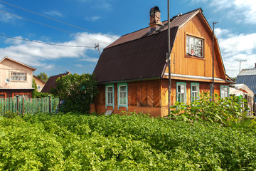 Fototapeta na wymiar Wooden house with sloping roof, vegetable garden with potatoes
