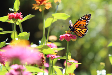 Monarch butterfly is sitting on a Zinnia flower