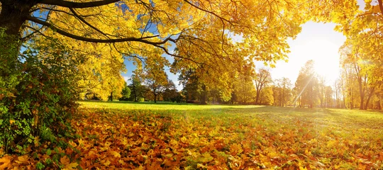 Crédence en verre imprimé Arbres arbres aux feuilles multicolores sur l& 39 herbe dans le parc. Feuillage d& 39 érable en automne ensoleillé. La lumière du soleil tôt le matin en forêt