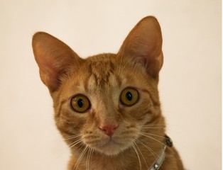 Naturaleza Perros Gatos Urbano