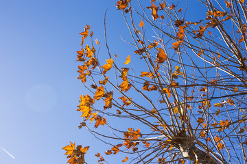 Fall nature. Autumn tree leaves sky background