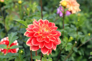 dahlias