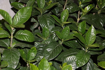 Naturaleza Perros Gatos Urbano