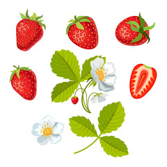 Strawberry with leaves and flowers. Vector illustration