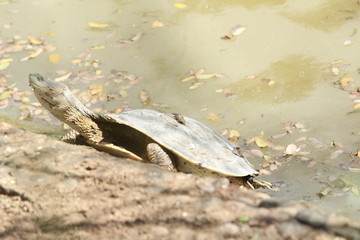 Naturaleza Perros Gatos Urbano