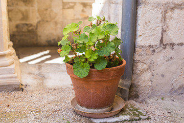 Fototapeta na wymiar Green potted plants in beautiful pot outdoor