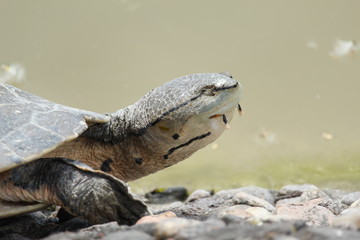 Naturaleza Perros Gatos Urbano
