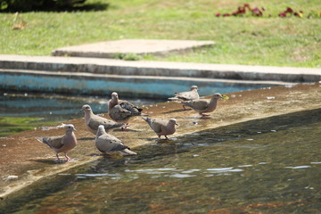 Naturaleza Perros Gatos Urbano