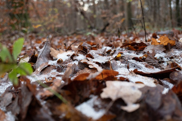 Winterlicher Waldboden