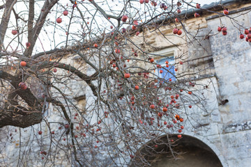 Persimmon fruit still on the branch in autumn