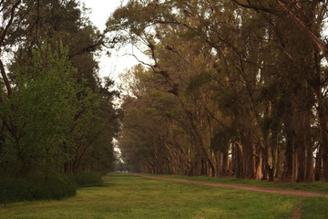 Naturaleza Perros Gatos Urbano