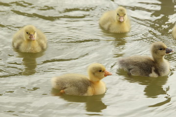 Naturaleza Perros Gatos Urbano