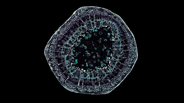 vitis stem - cross section cut under the microscope &ndash; microscopic view of plant cells for botanic education