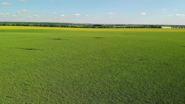 Flight over field of sunflower in July in Russia
