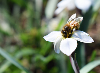 bee on flower