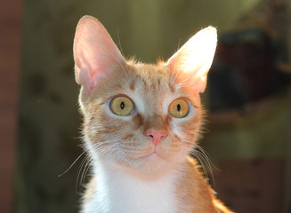  Red cat.
