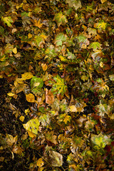 Beginning of autumn.Dry leaves, rain, outdoor