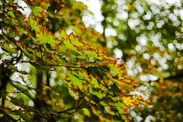 Beginning of autumn.Dry leaves, rain, outdoor