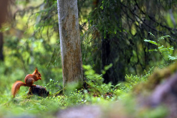 The red squirrel or Eurasian red squirrel (Sciurus vulgaris), squirrel on the forest.Squirrel under an inclined dry tree.