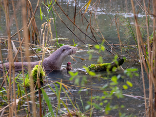 Otter 6