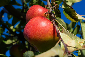 2 Äpfel hängen am Apfelbaum, Apfelsorte Topaz