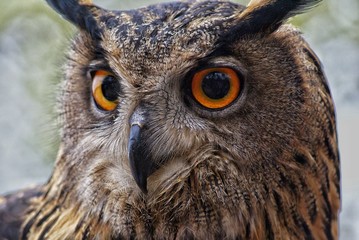 rapace