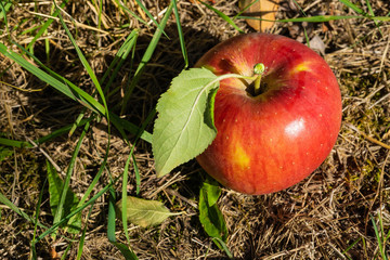 apple with leaf lies in the grass
