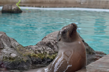 Fototapeta premium Wet Seal
