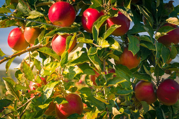 apples idared hanging from an apple tree