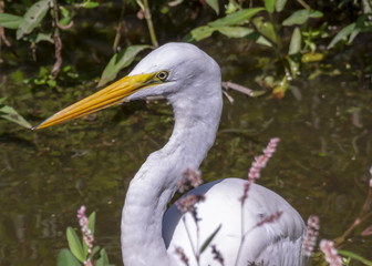 A large white snowy egret keeps a sharp eye out for a meal in a Virginia marsh.