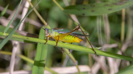 A Handsome Meadow Katydid decorated with striking colors climbs in the lush grasses and vegetation in a Virginia marsh.