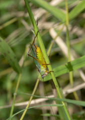 A Handsome Meadow Katydid decorated with striking colors climbs in the lush grasses and vegetation in a Virginia marsh.