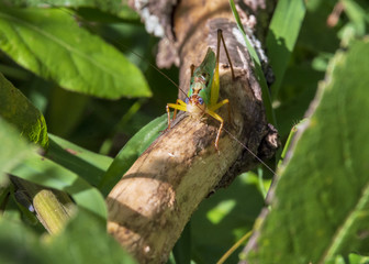 A brightly colored Handsome Meadow Katydid clings to a branch amongst leaves and other lush vegetation.