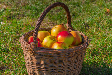 red apples in a basket