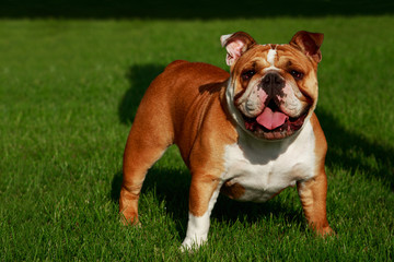 Breed dog English bulldog