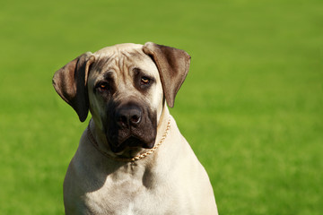 Breed dog English Mastiff - obrazy, fototapety, plakaty
