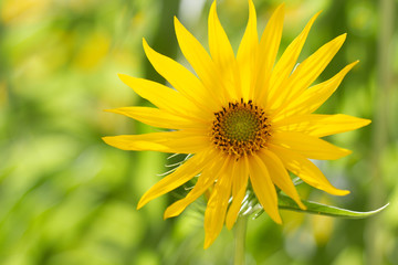 Maximilian Sunflowers (Helianthus maximiliani)