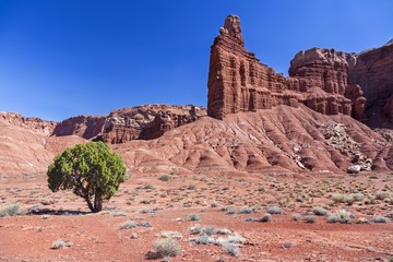 Fototapeta premium Chimney Rock Formation and Isolated Green Tree Landscape in Capitol Reef National Park, Utah, United States