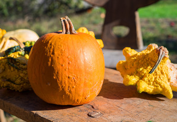 Pumpkins as a symbol of autumn.