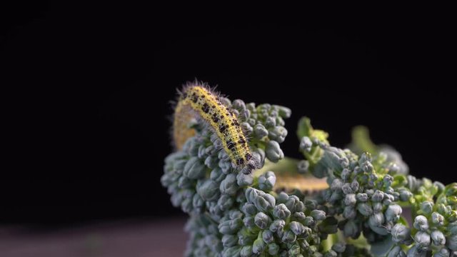 Cabbage butterfly caterpillar on green broccoli on a black background, close up, macro