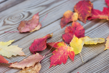 fall autumn leaves on wooden background