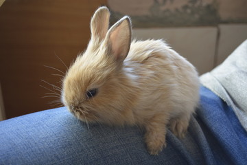 Naklejka premium rabbit