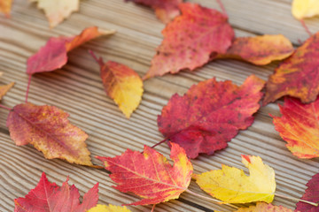 Naklejka na ściany i meble fall autumn leaves on wooden background