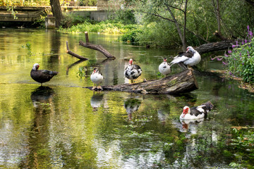 Duck family by the waters