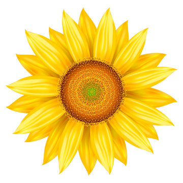 Vector illustration of sunflower. Isolated colored icon sunflower, realistic illustration.