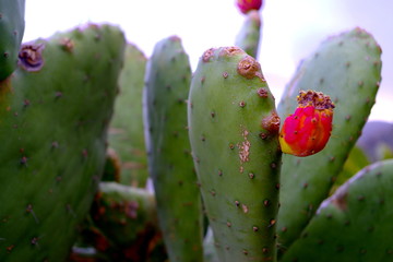 cactus on blue sky background