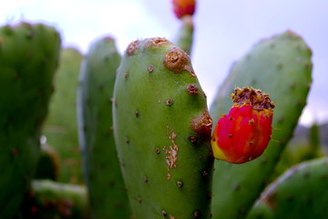 cactus on blue background