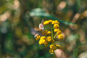 Small orange butterfly on yellow wild flower with copy space on bokeh. Beautiful insect close up on inflorescence on green blurred background. Tansy in macro.