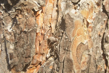 spider