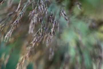 Riedgras in den Donauauen im Herbst